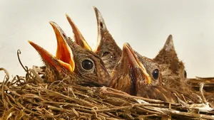 CSS nesting is here - front end developers represented as hungry chicks in a nest.