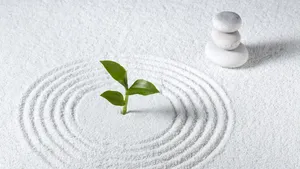 Seedling inside raked circle in zen garden with white sand